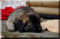 leonberger 022.jpg